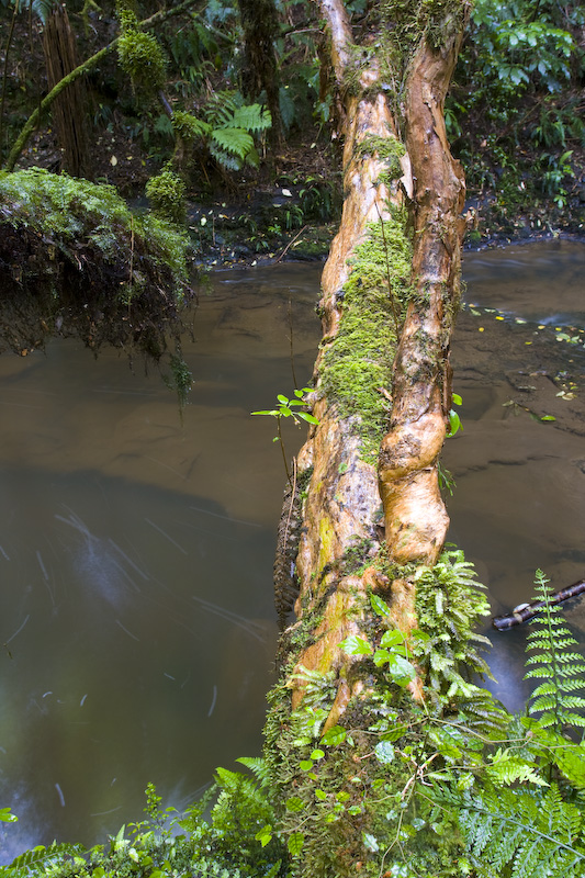 Tree Extending Over Purakaunui Creek